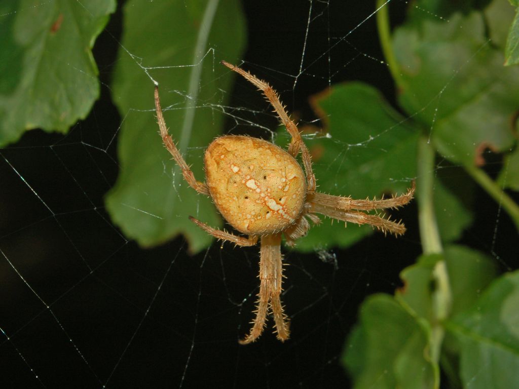 Araneus diadematus